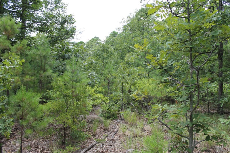 Trophy Ridge Phase III Tract 24 photo 6