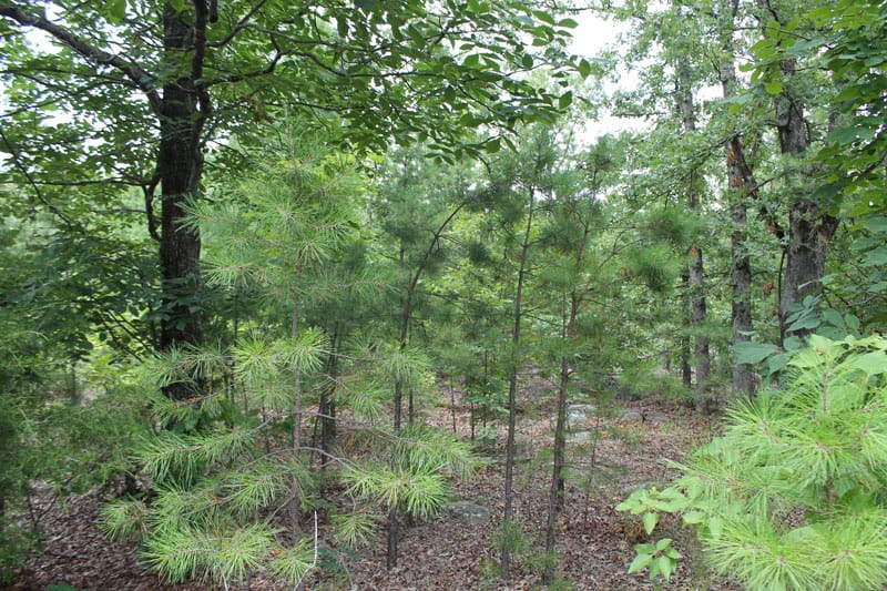 Trophy Ridge Phase III Tract 24 photo 7