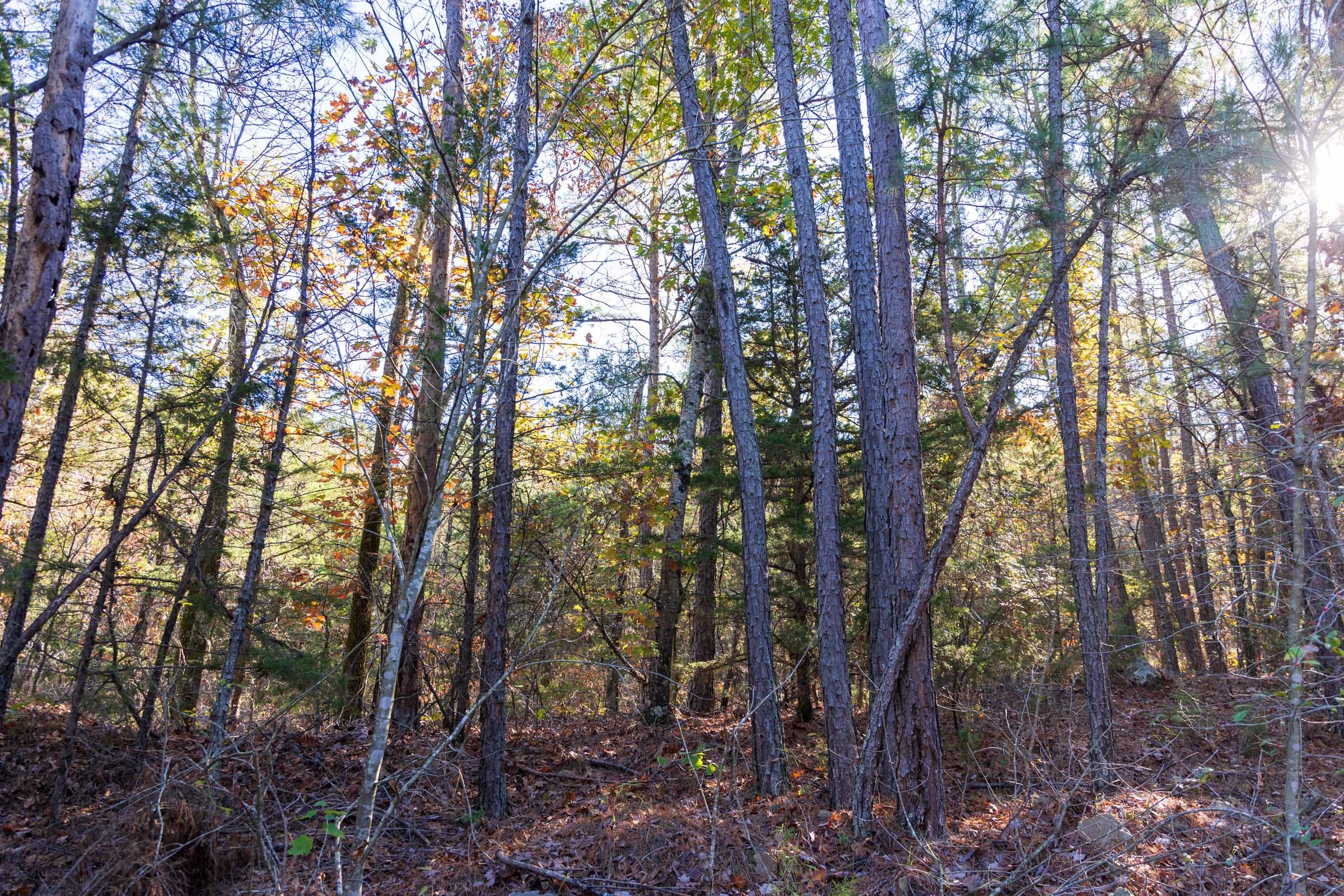 Stone Bridge Reserve Tract 29 photo 6