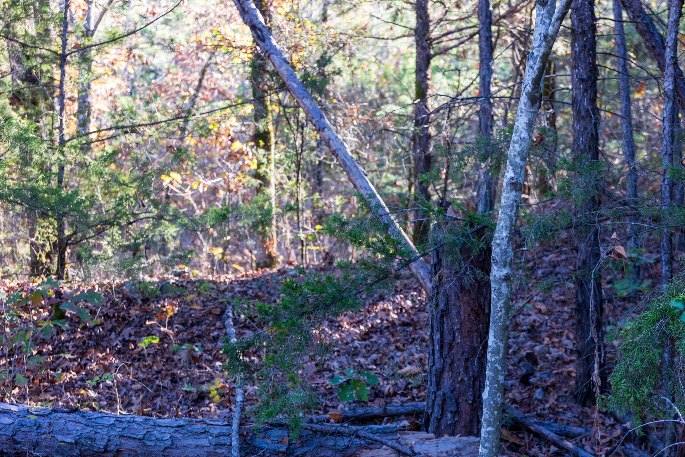 Stone Bridge Reserve Tract 29 photo 5