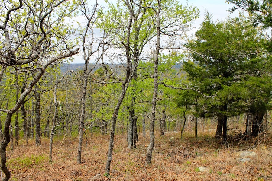 Trophy Ridge Phase III Tract 41 photo 2