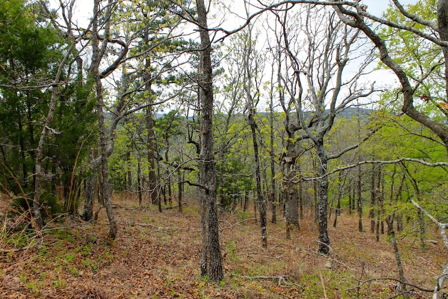 Trophy Ridge Phase III Tract 41 photo 3