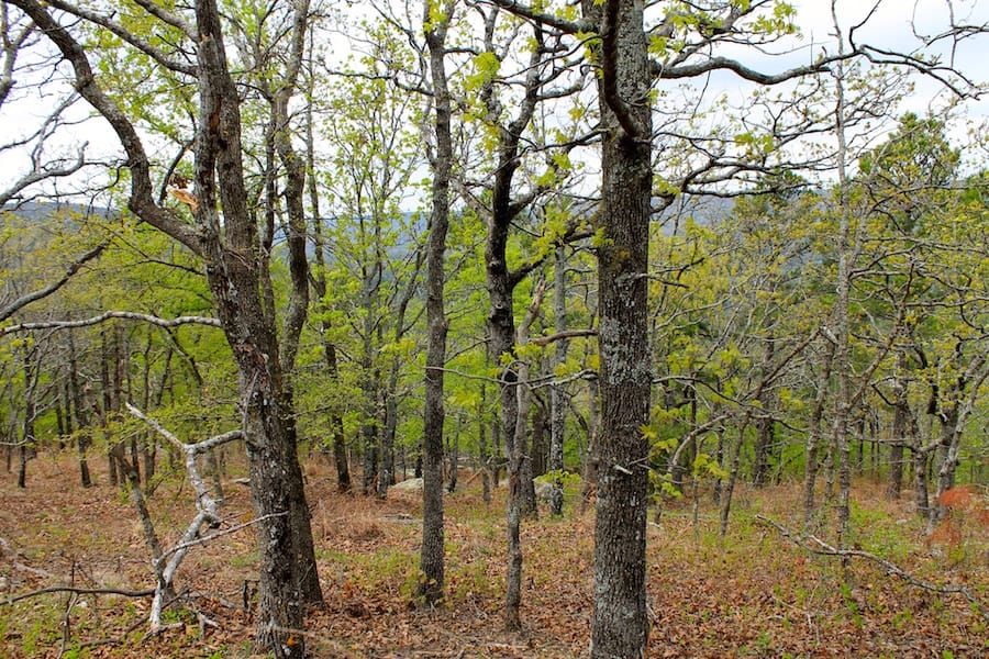 Trophy Ridge Phase III Tract 41 photo 4