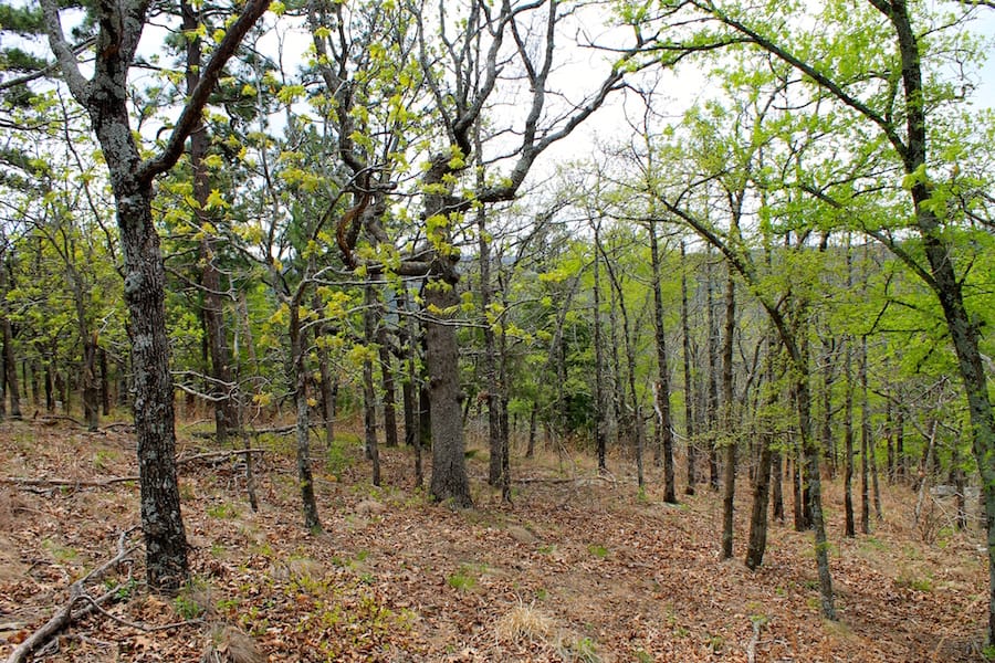 Trophy Ridge Phase III Tract 41 photo 5
