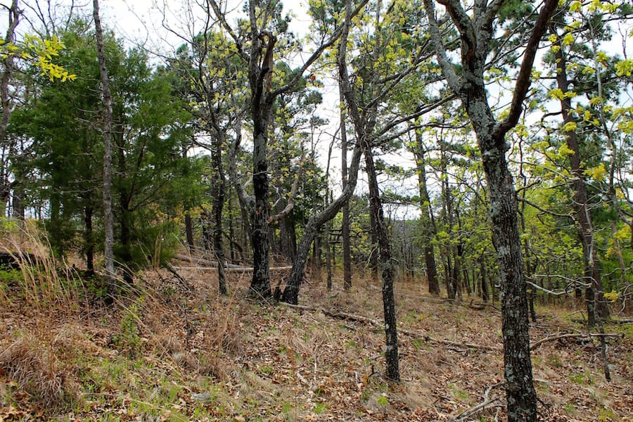 Trophy Ridge Phase III Tract 41 photo 6