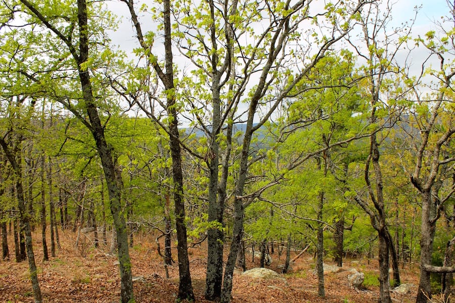 Trophy Ridge Phase III Tract 41 photo 7