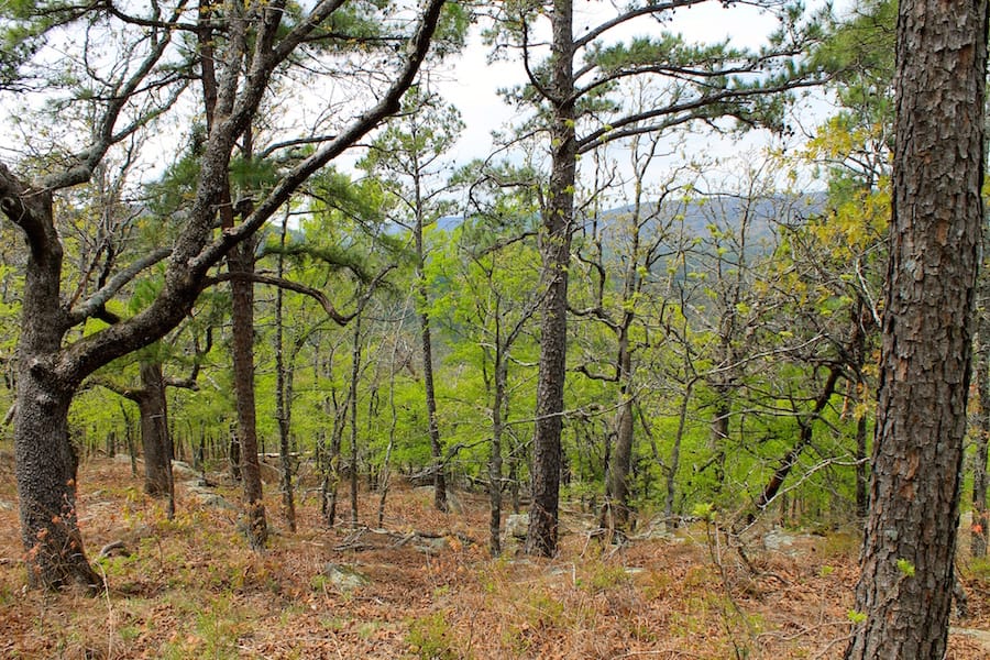 Trophy Ridge Phase III Tract 41 photo 9