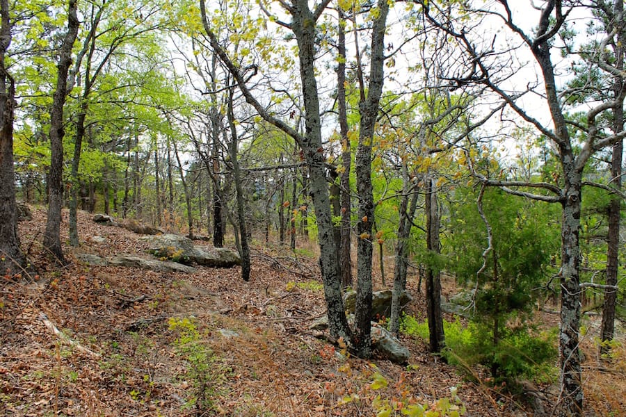 Trophy Ridge Phase III Tract 41 photo 10
