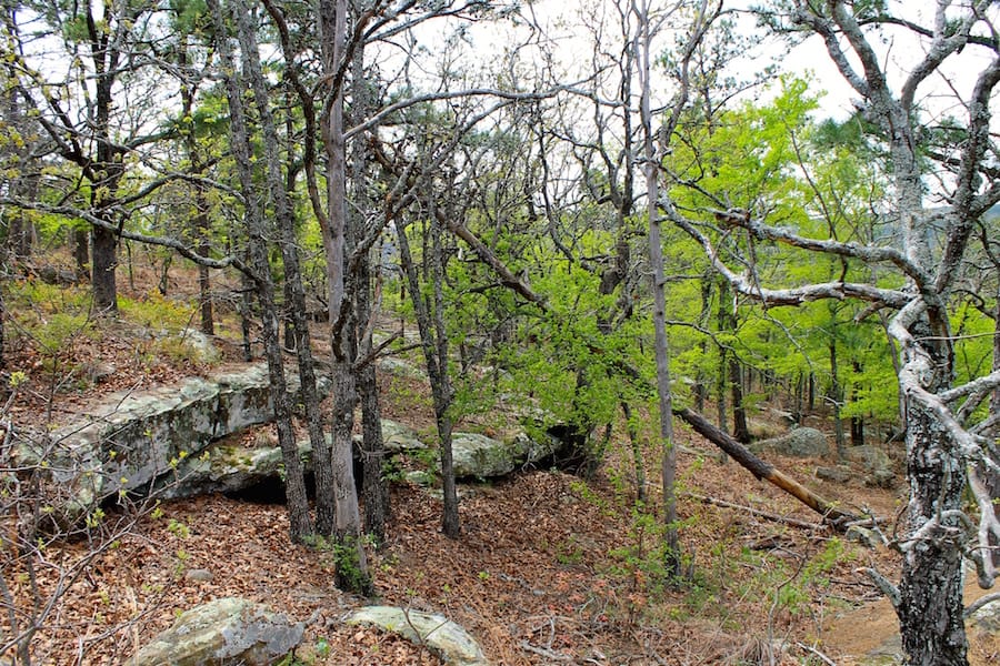Trophy Ridge Phase III Tract 41 photo 12