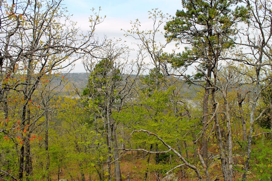 Trophy Ridge Phase III Tract 41 photo 13