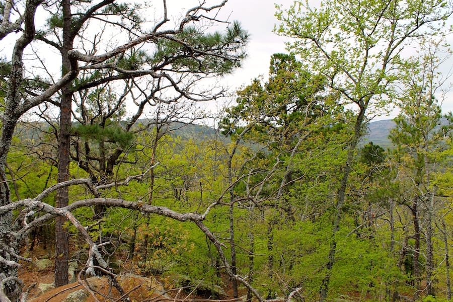 Trophy Ridge Phase III Tract 41 photo 14