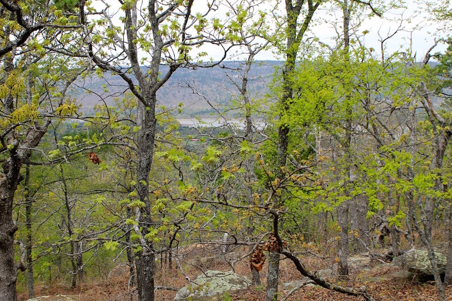 Trophy Ridge Phase III Tract 41 photo 15