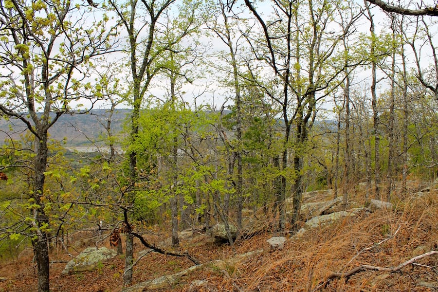 Trophy Ridge Phase III Tract 41 photo 16