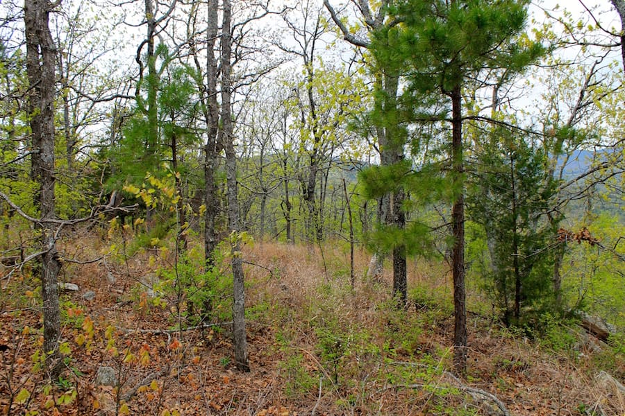Trophy Ridge Phase III Tract 41 photo 19