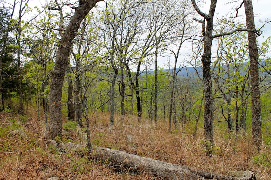 Trophy Ridge Phase III Tract 41 photo 20