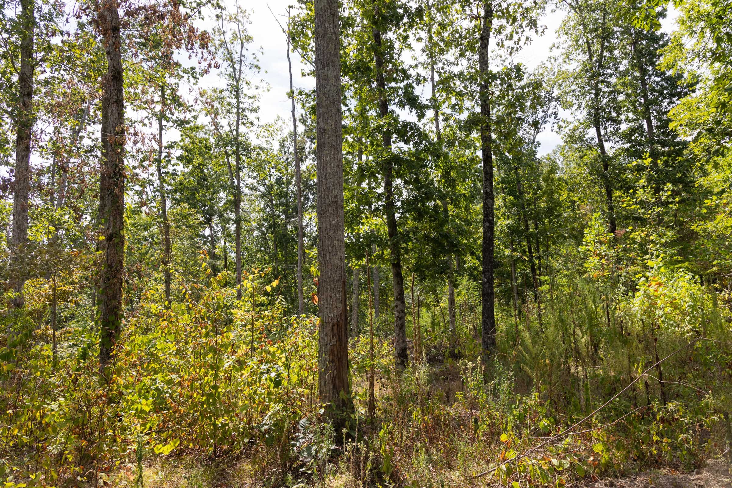 Big White Oak Tract 83 photo 9
