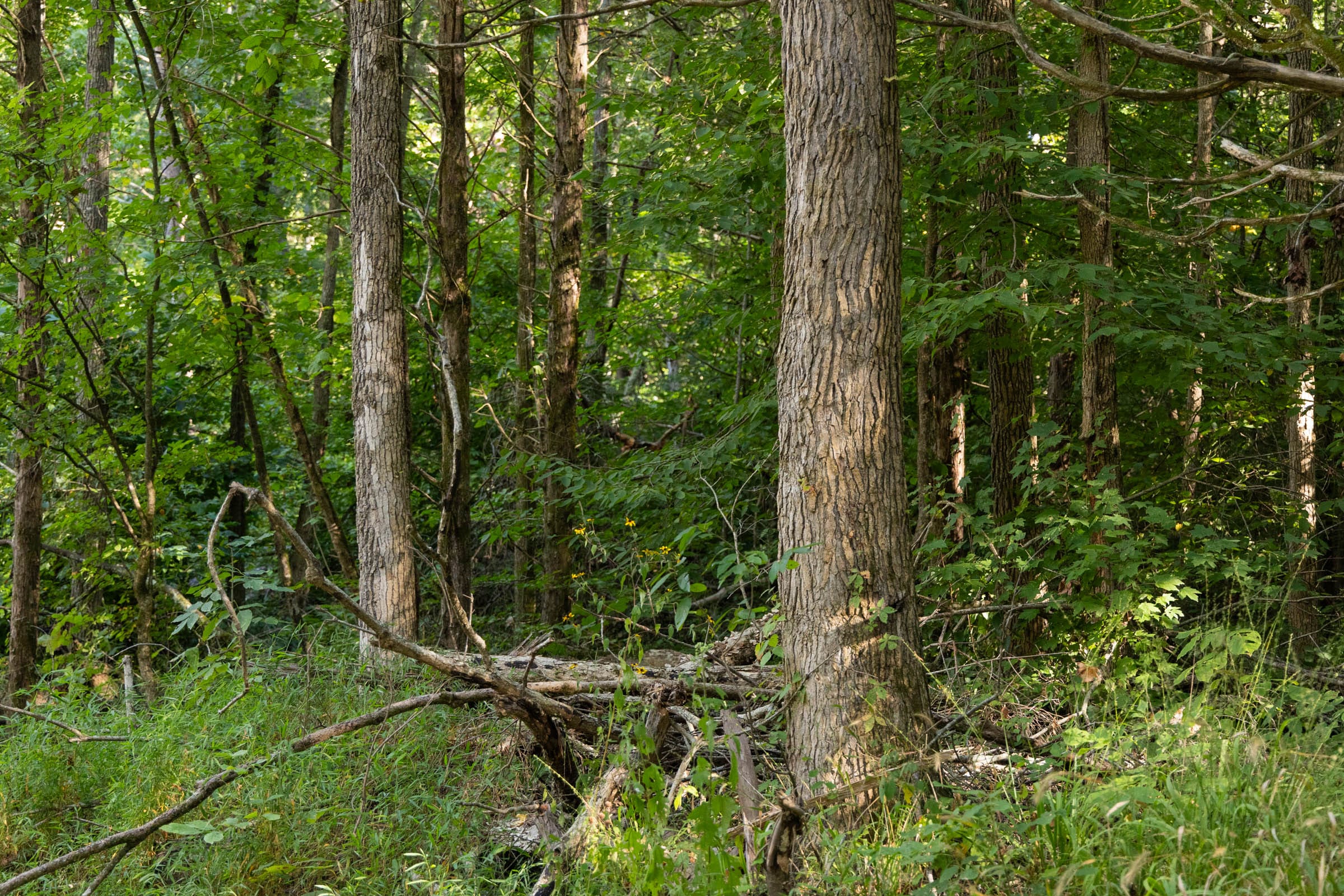Big White Oak Tract 83 photo 8