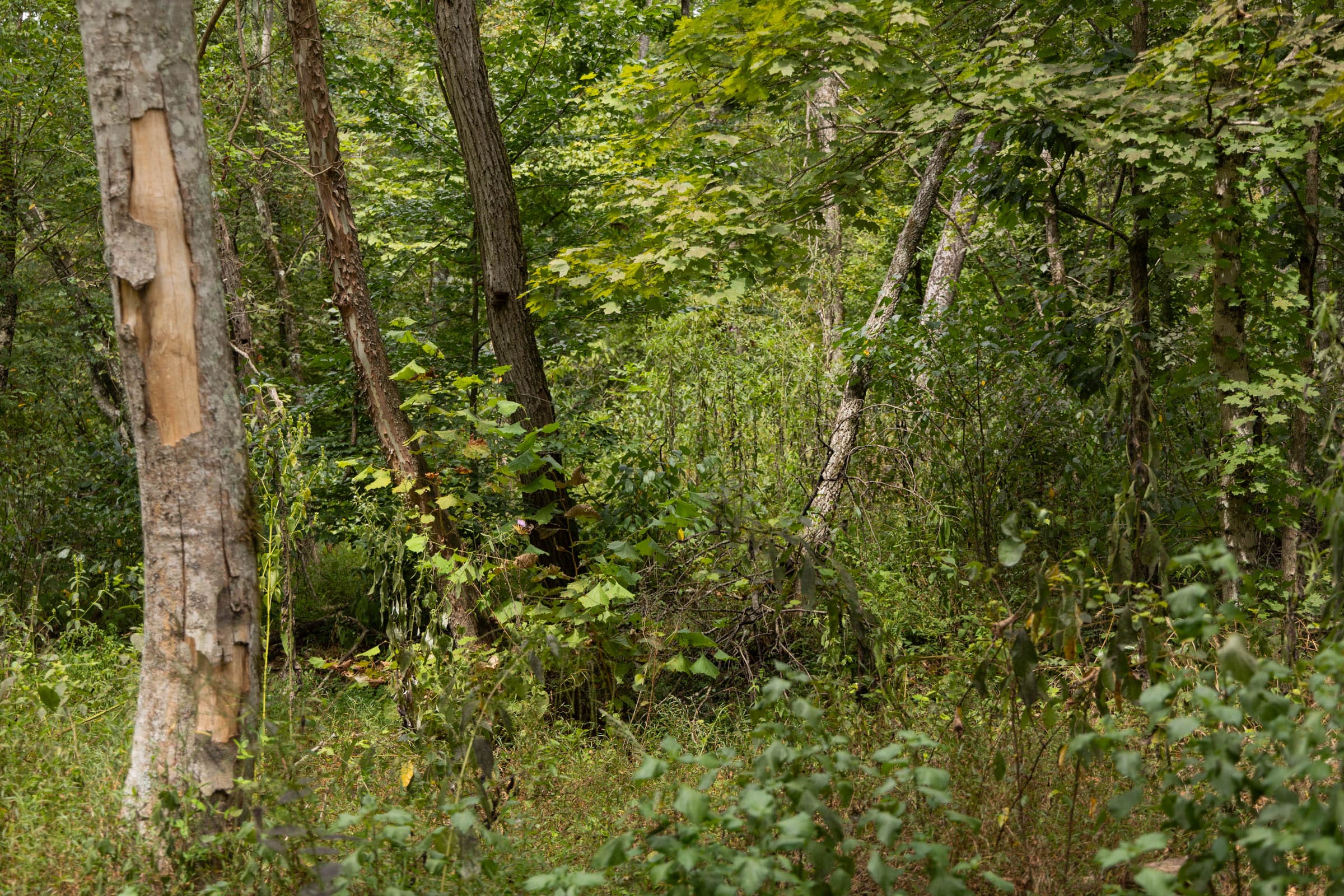 Big White Oak Tract 83 photo 6