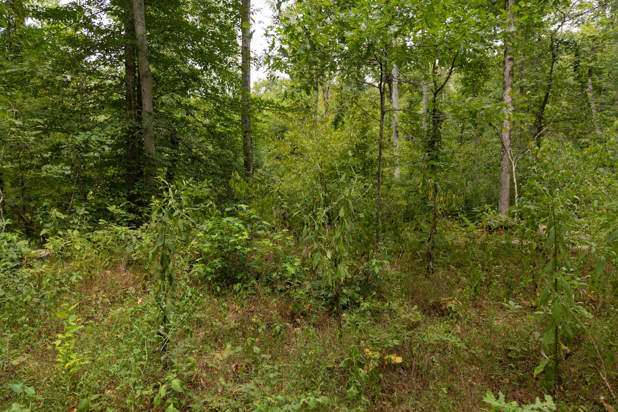Big White Oak Tract 83 photo 5