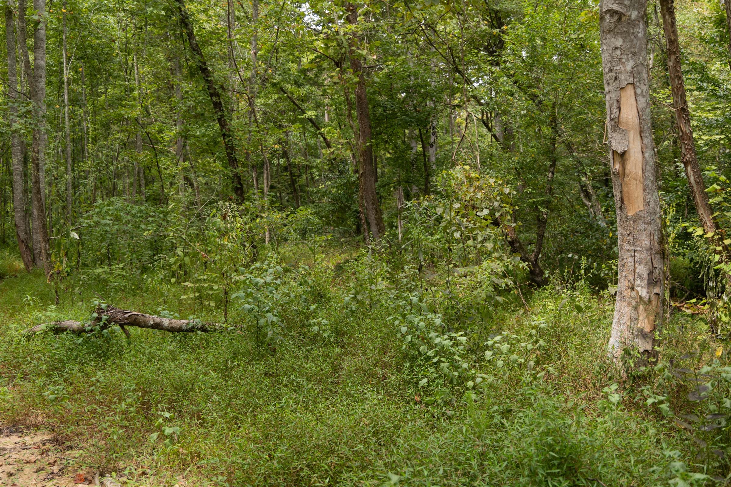 Big White Oak Tract 83 photo 7