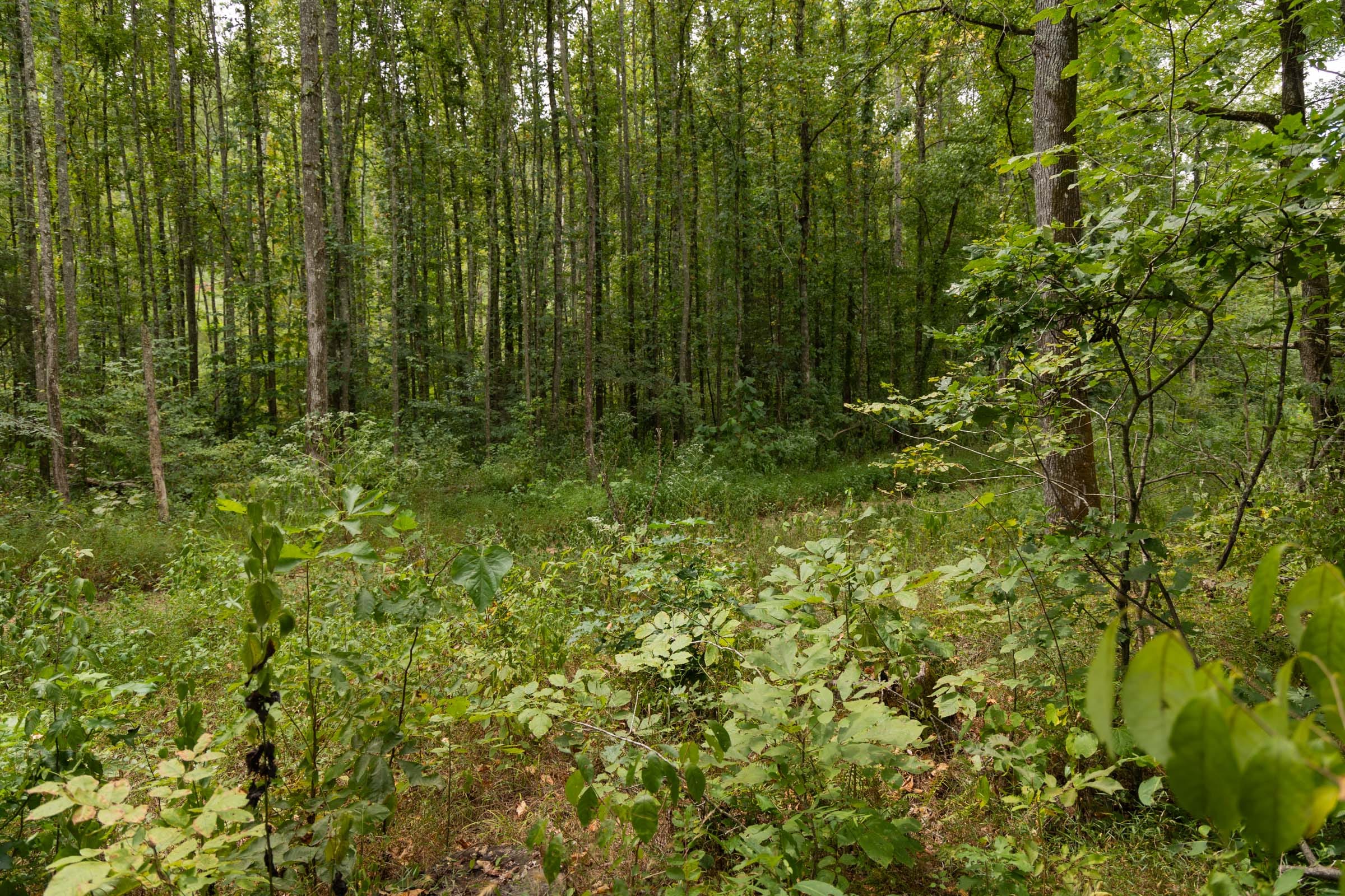 Big White Oak Tract 83 photo 3