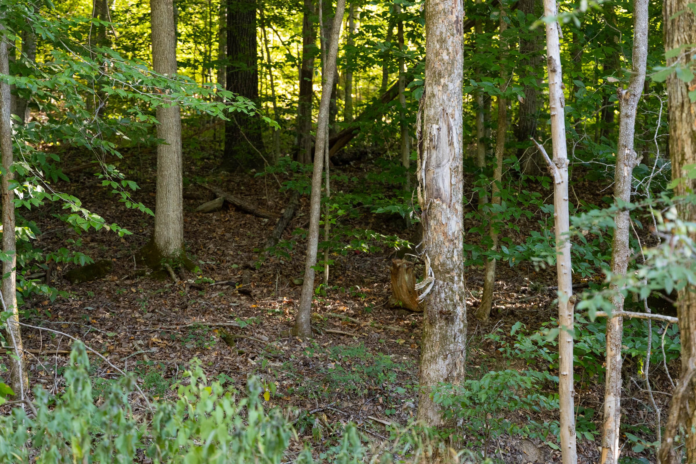 Big White Oak Tract 83 photo 2