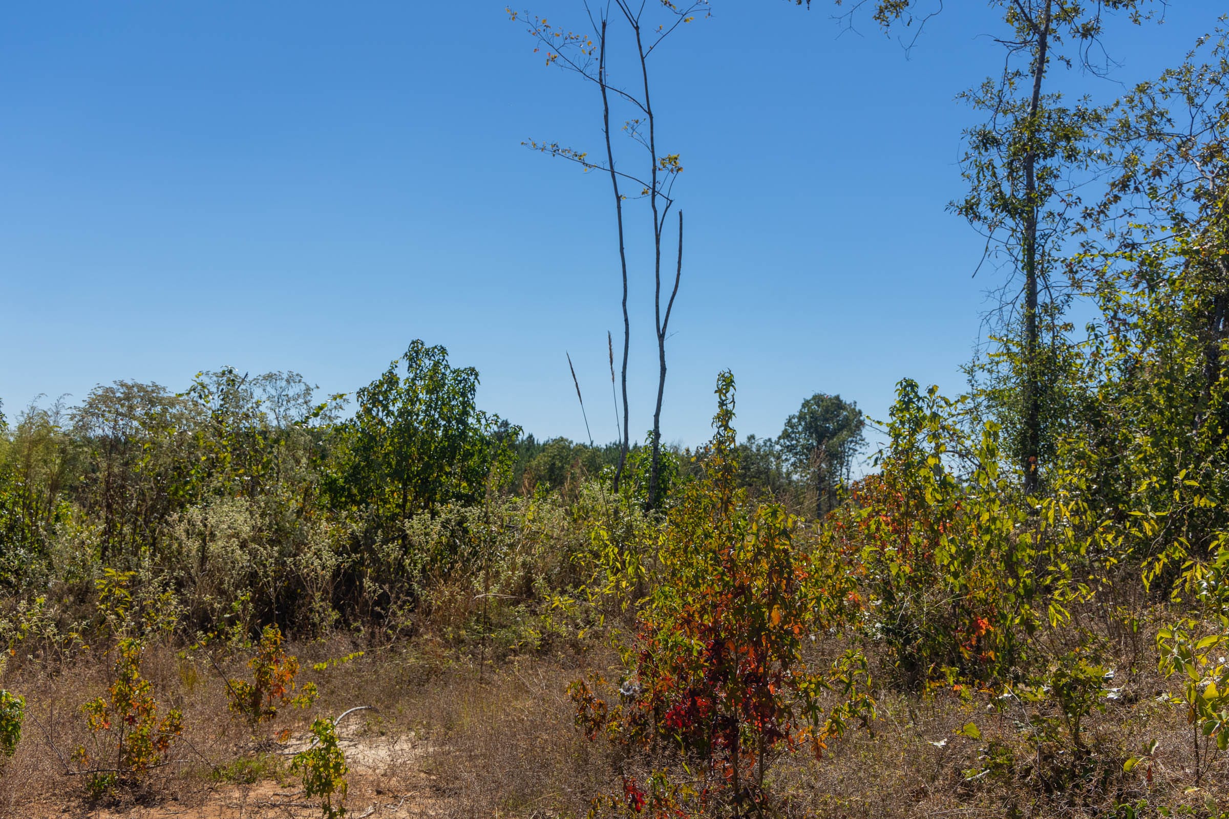 Meyer’s Ridge Tract 36 photo 15