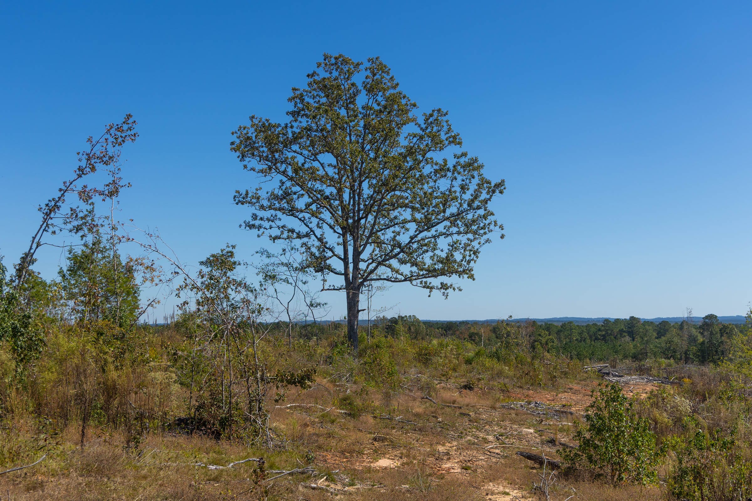 Meyer’s Ridge Tract 36 photo 8