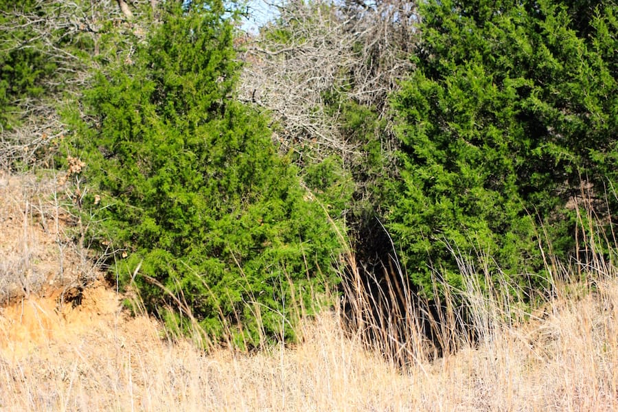 Montgomery Ranch Tract 15 photo 5