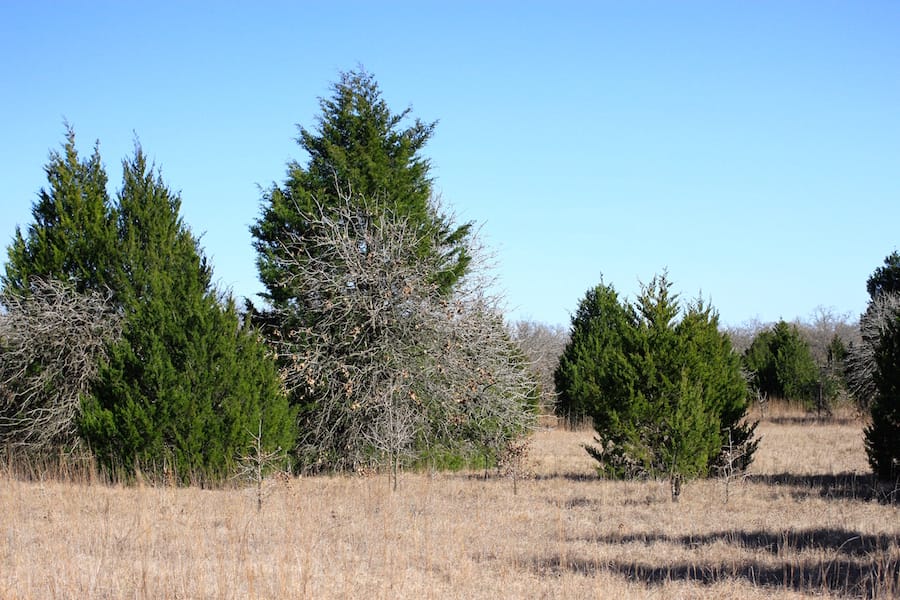 Montgomery Ranch Tract 15 photo 6
