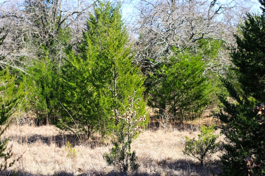 Montgomery Ranch Tract 15 photo 9
