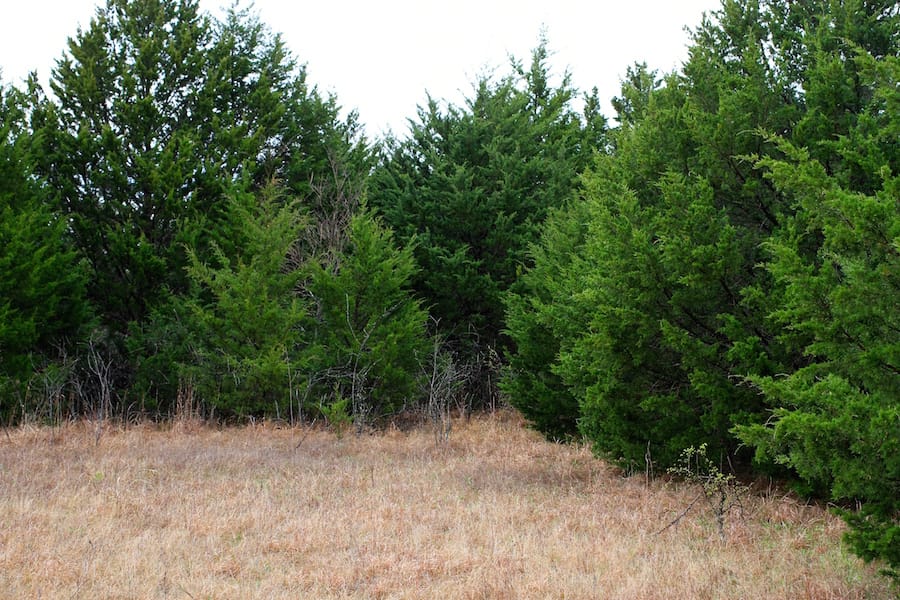 Montgomery Ranch Tract 15 photo 12