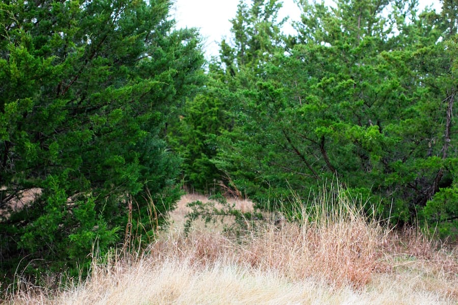 Montgomery Ranch Tract 15 photo 13