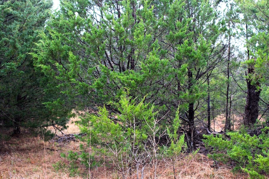 Montgomery Ranch Tract 15 photo 20