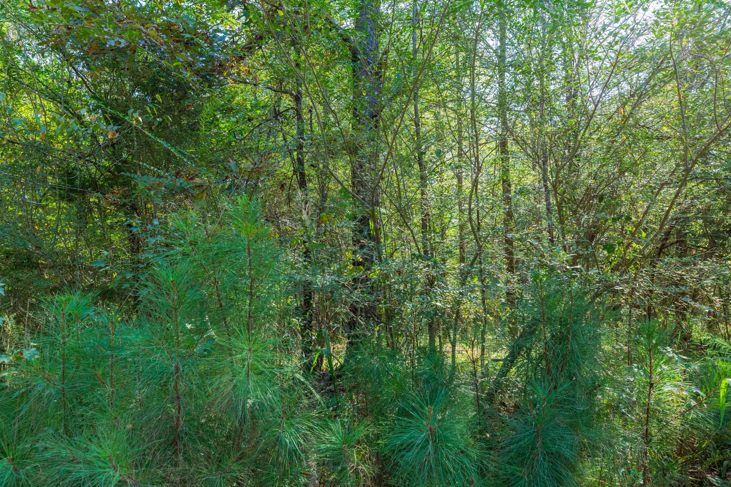 Willow Grove Tract 5 photo 3