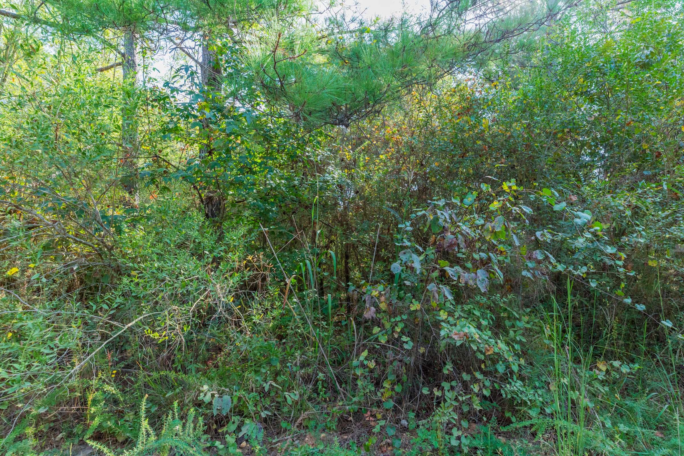 Willow Grove Tract 5 photo 6