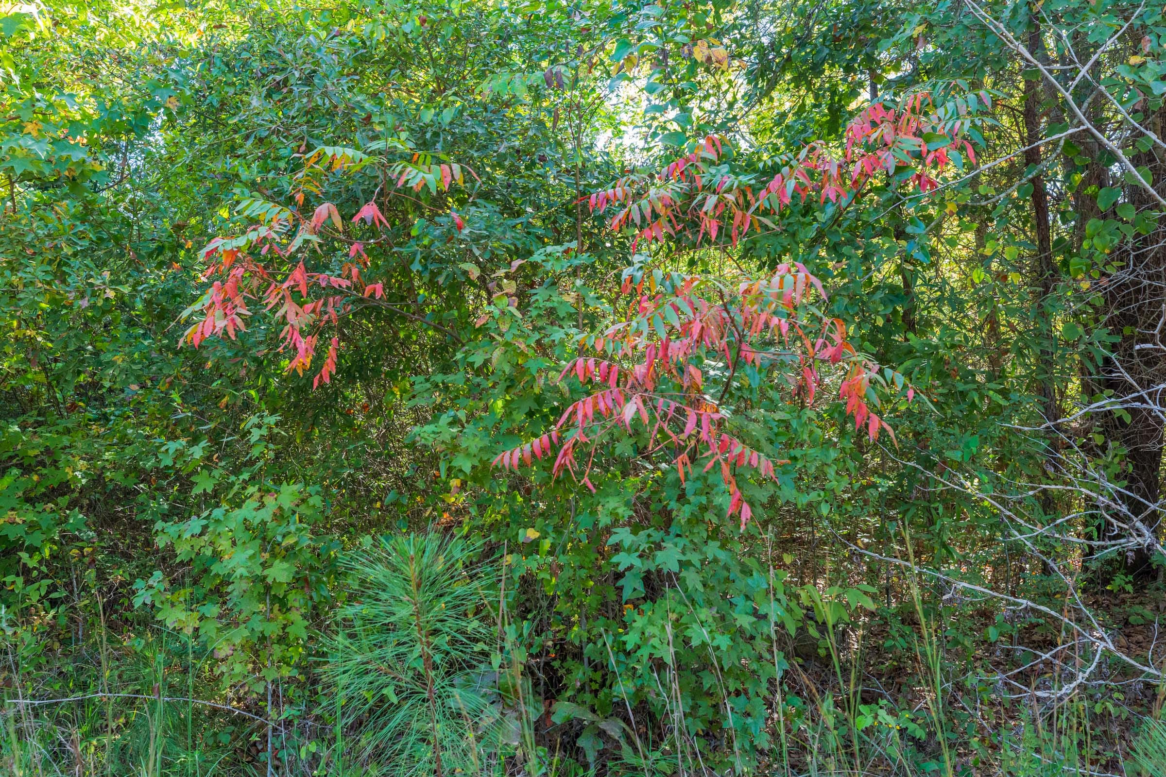 Willow Grove Tract 5 photo 11