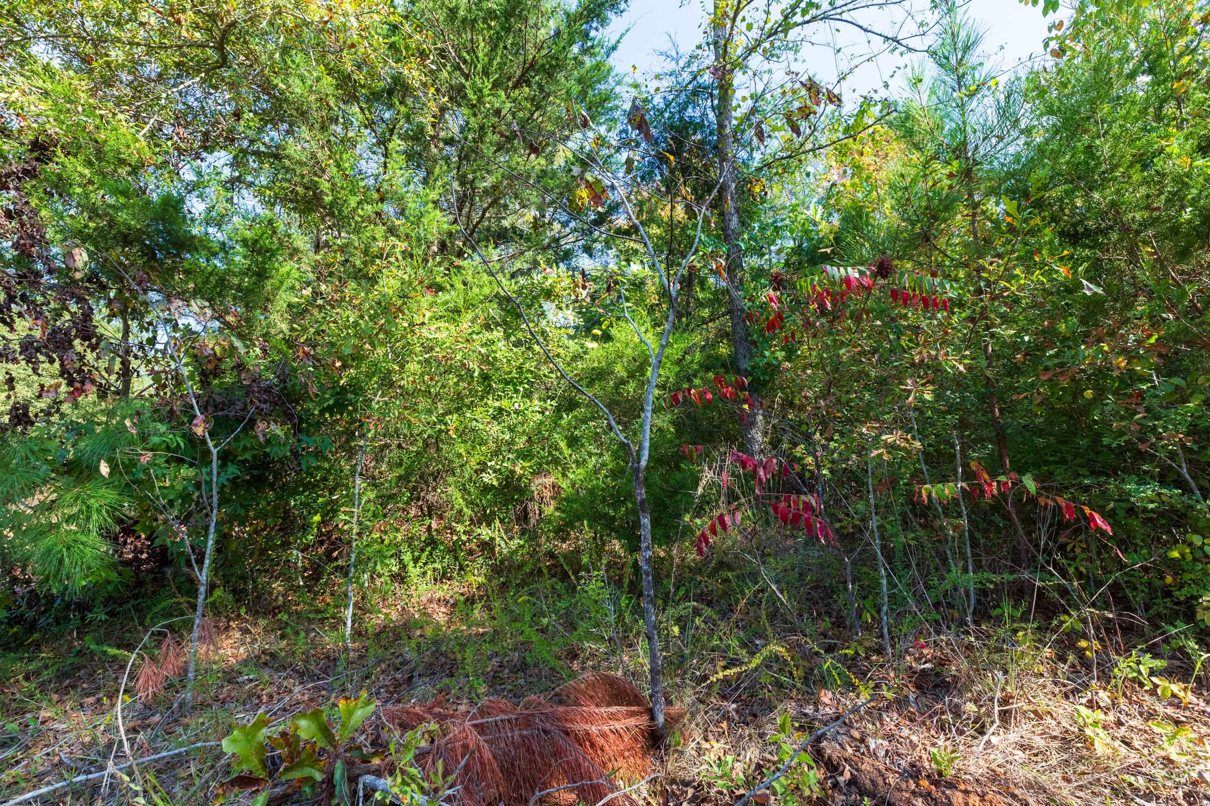 Willow Grove Tract 5 photo 7