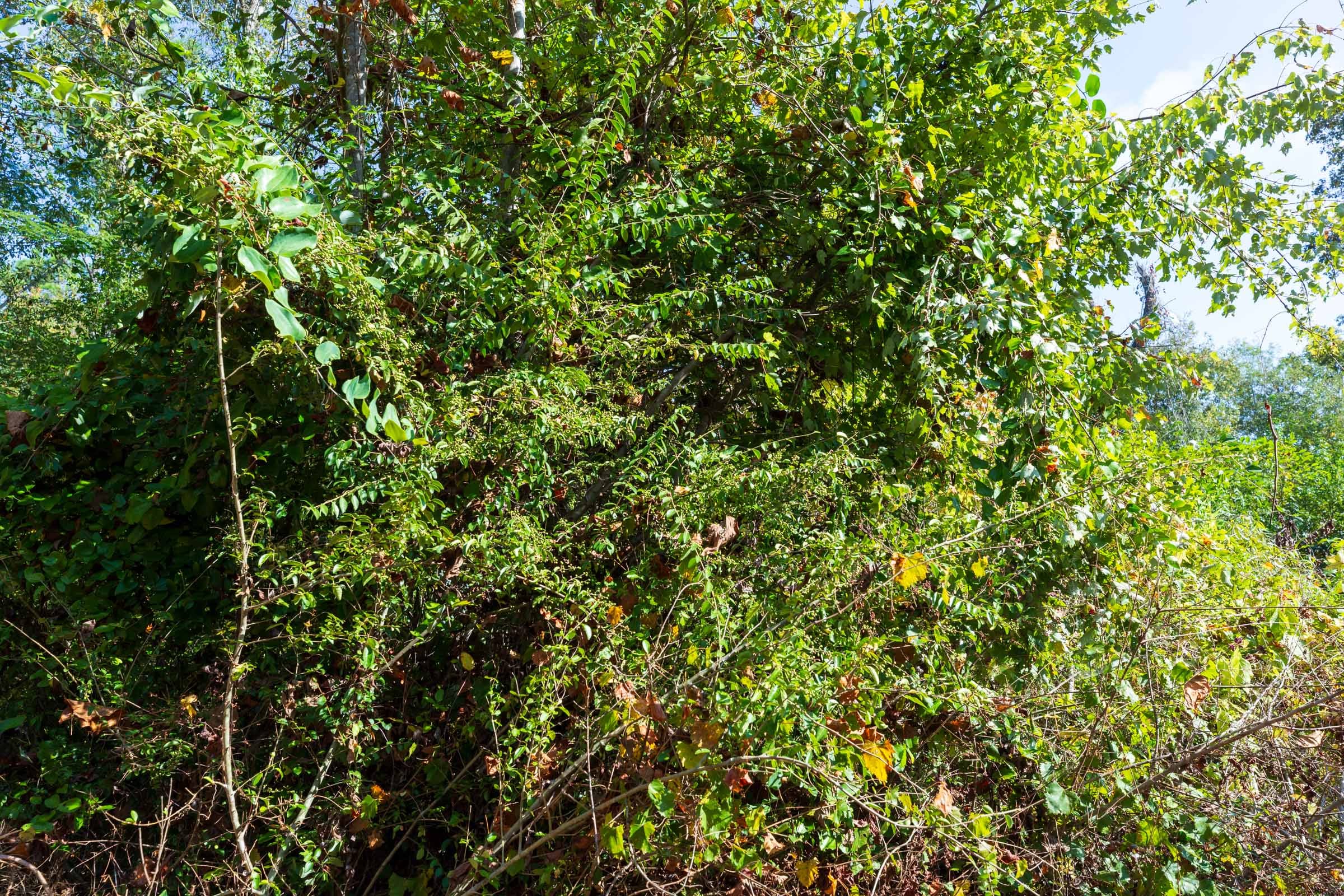 Willow Grove Tract 5 photo 4