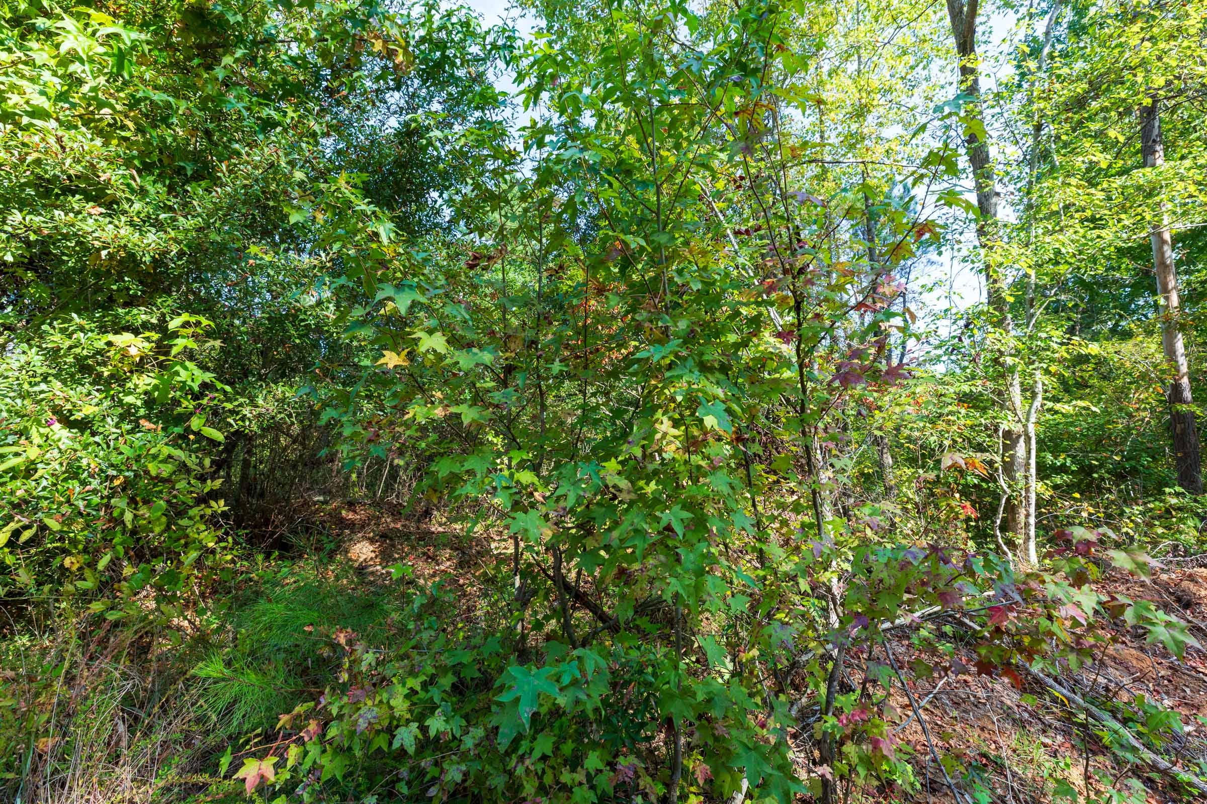 Willow Grove Tract 5 photo 13