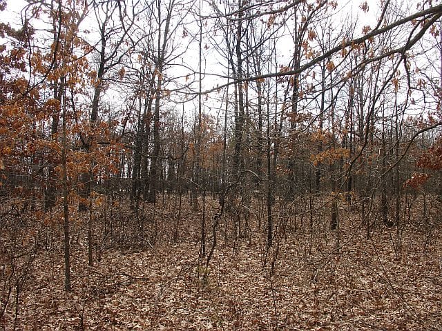 Barnes Hollow Tract 8 photo 9