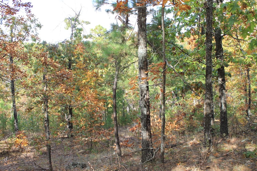 Indian Ridge – Phase III Tract 119 photo 4