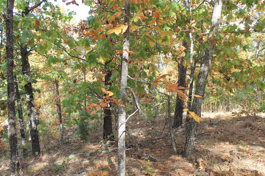 Indian Ridge – Phase III Tract 119 photo 5