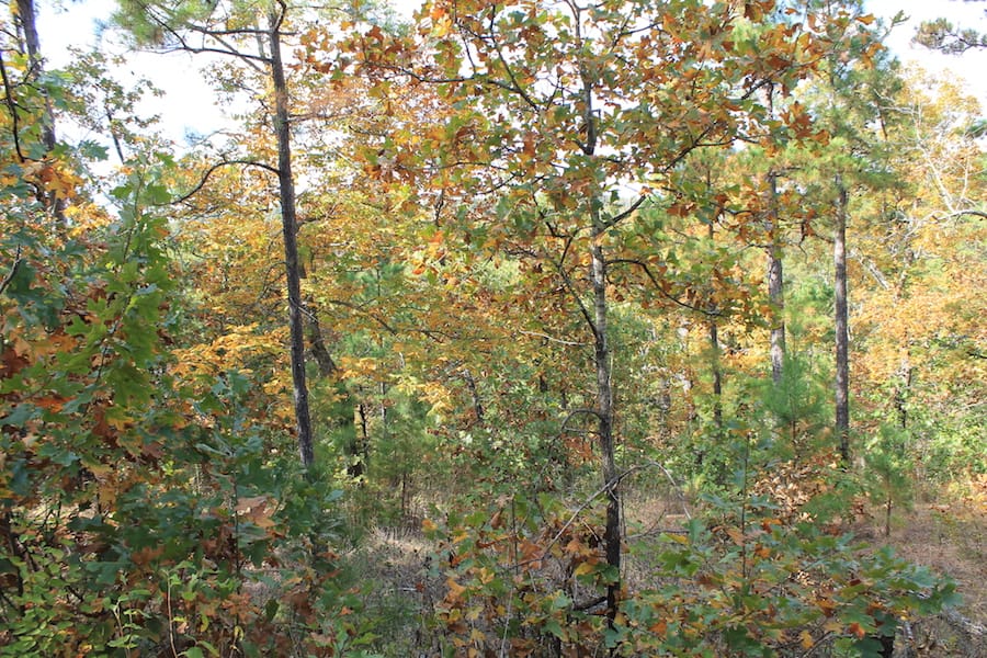 Indian Ridge – Phase III Tract 119 photo 7