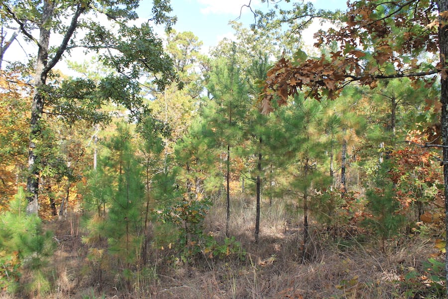 Indian Ridge – Phase III Tract 119 photo 9