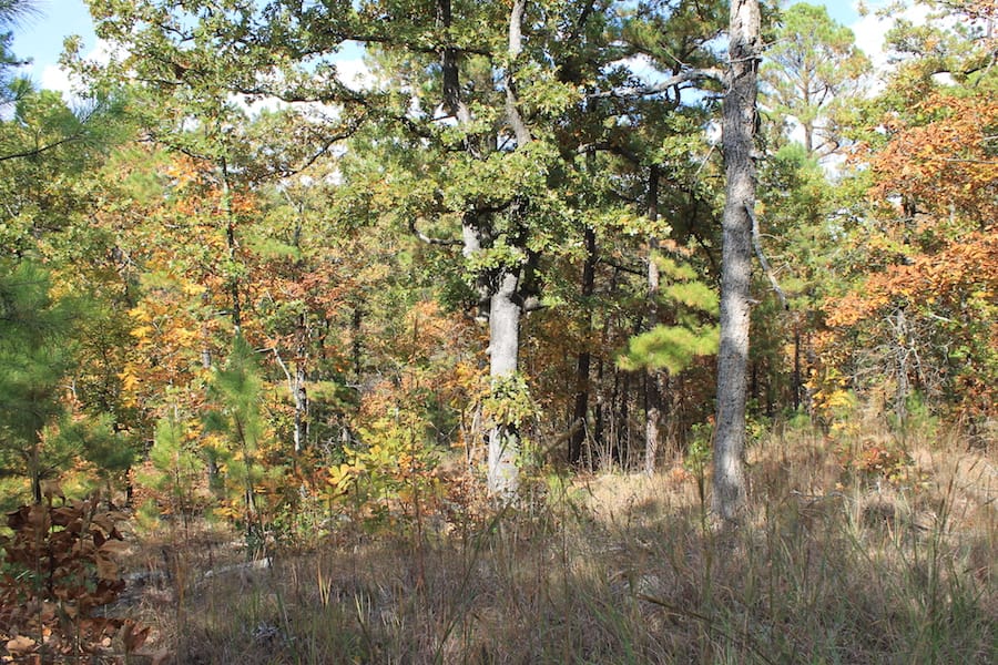 Indian Ridge – Phase III Tract 119 photo 10