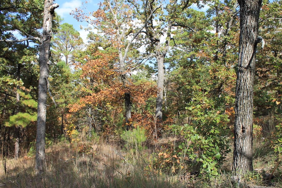 Indian Ridge – Phase III Tract 119 photo 11