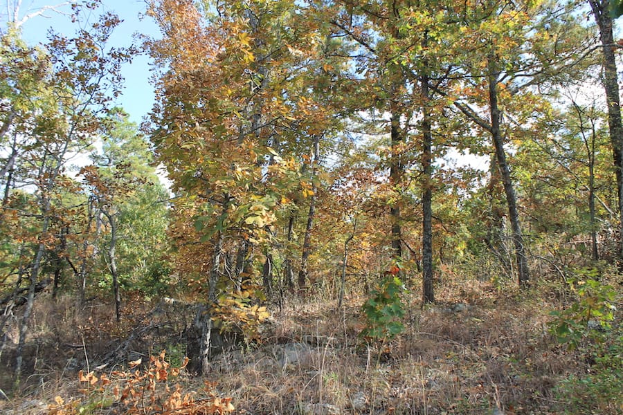 Indian Ridge – Phase III Tract 119 photo 12