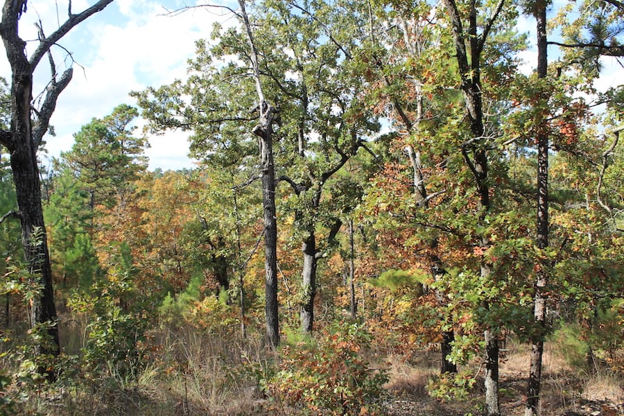 Indian Ridge – Phase III Tract 119 photo 13