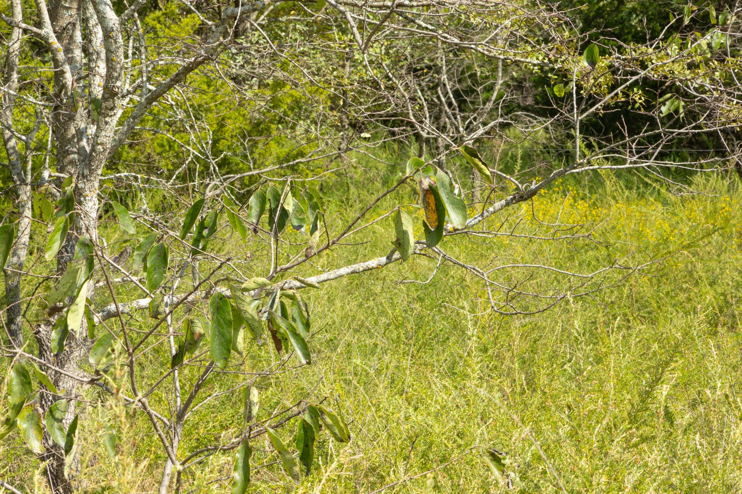 Reserves At Cattail Cove Phase II Tract 64 photo 8